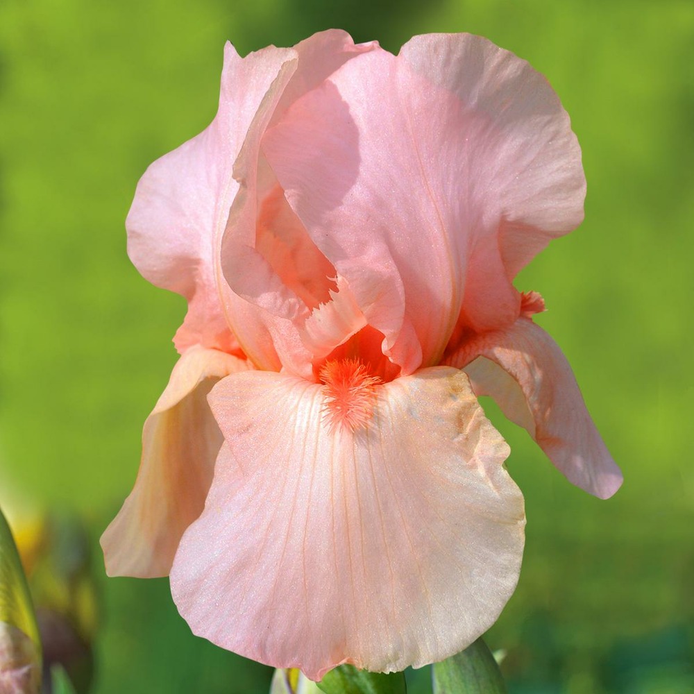 Iris des jardins flamant rose - le godet