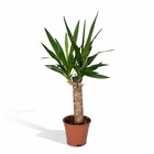 Plante d'intérieur - yucca  h40cm 40cm