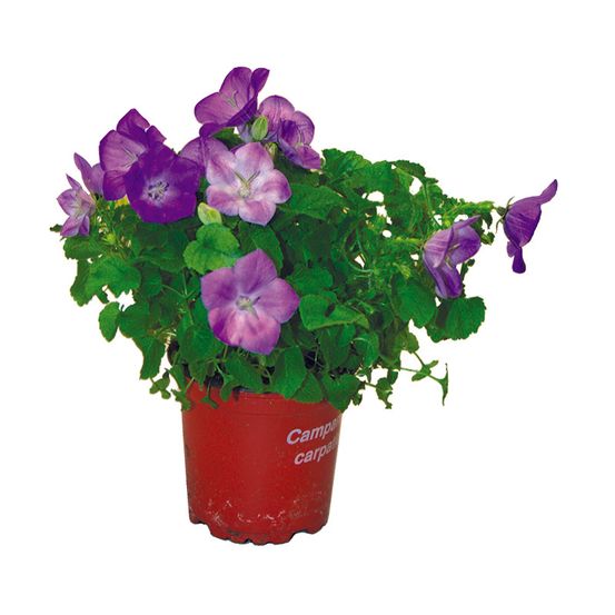 Campanule clips pot 10,5 cm