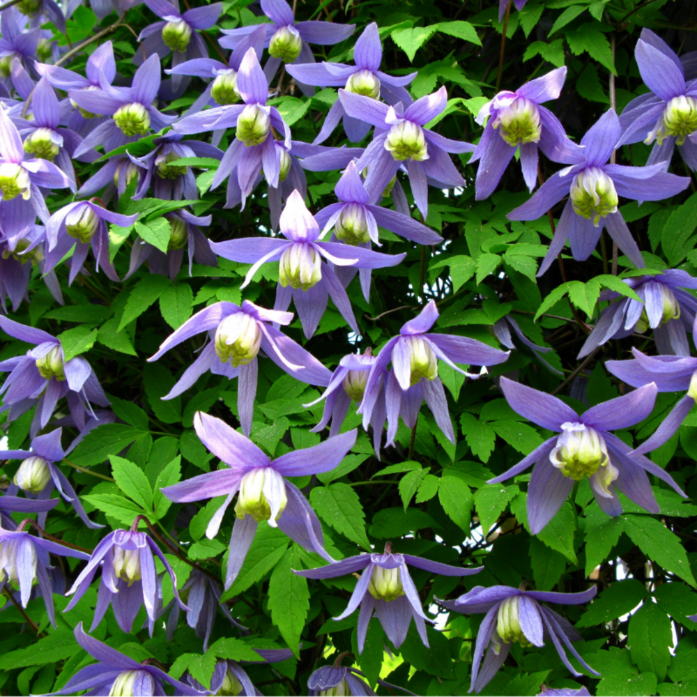 Clematite - clematis alpina 70cm