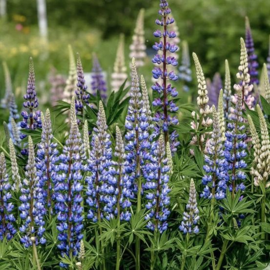Lupin le gouverneur lot de 5 godets