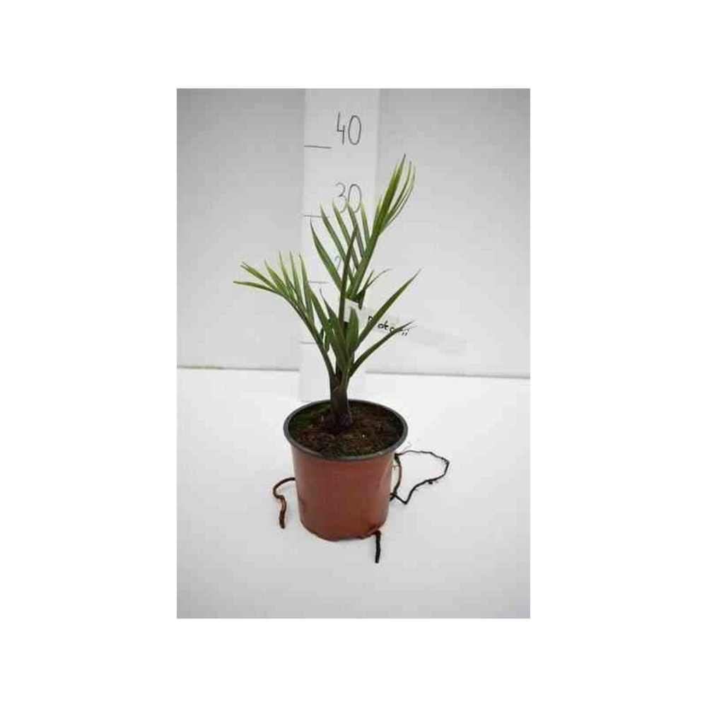 Dypsis decaryi (palmier trièdre) spécimen pot de 80l - 150/175cm
