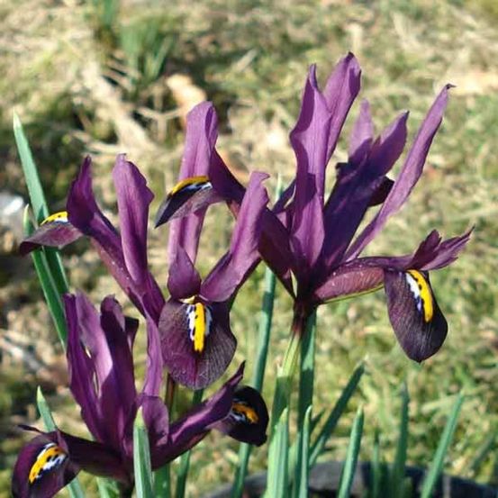 Iris réticulé 'dijt' bulbe calibre 5+ (par 30)