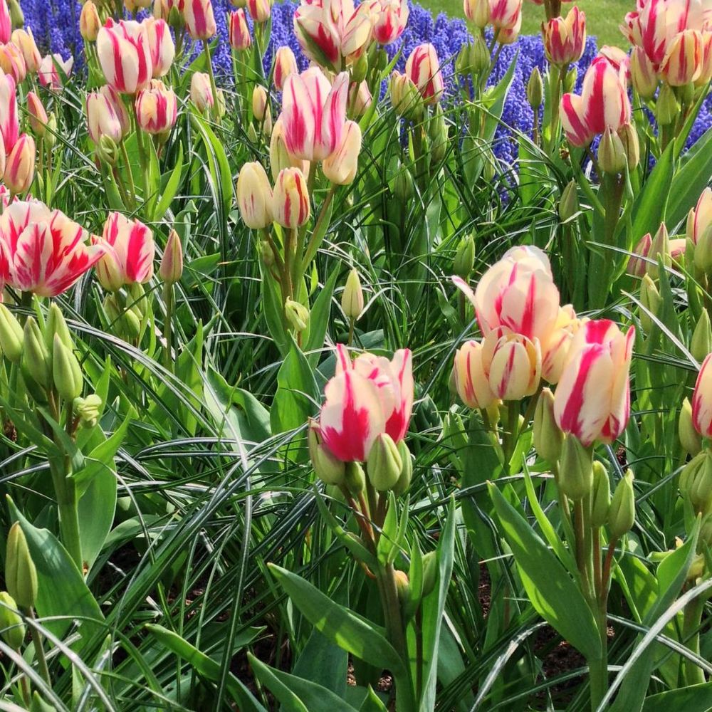 Tulipe pluriflore 'flaming club' bulbe calibre 11+ (par 6)
