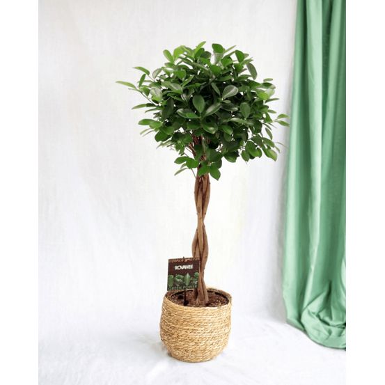 Ficus microcarpa moclame 110cm - plante d'intérieur
