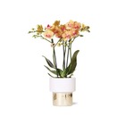 Kolibri orchids - orchidée phalaenopsis blanche - jamaica + pot lush - taille de pot 9cm - hauteur 40cm - plante d'intérieur fleurie