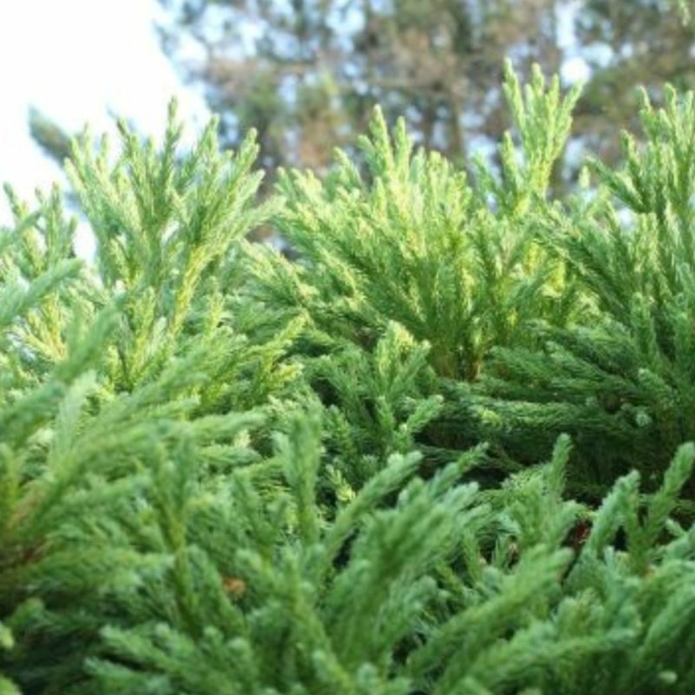 Cryptoméria du japon yokohama - cryptomeria japonica yokohama 20 cm pot 5l