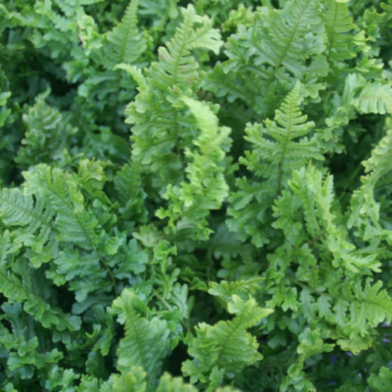 Fougère mâle cristée lot de 3 godets