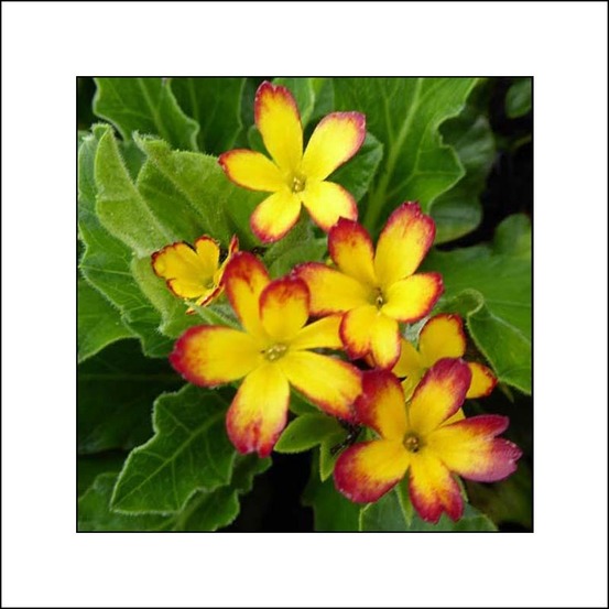 Primevère 'oak leaf yellow picotee' pot de 2l/3l