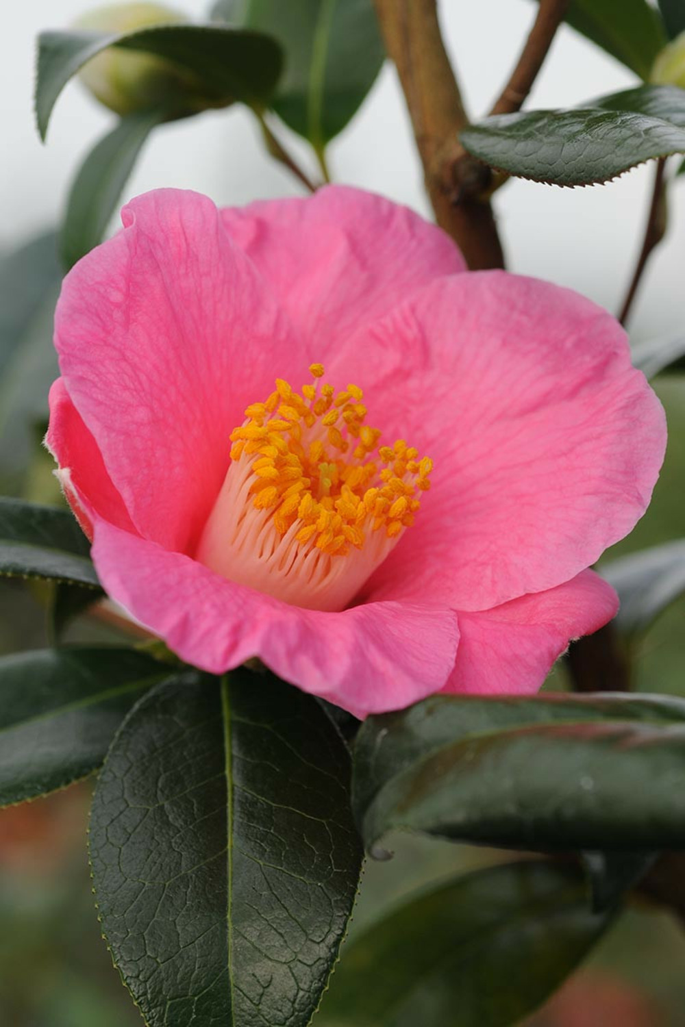 Camelia 'st ewe' - en pot de 1 litre