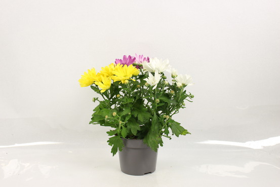 Chrysantheme multifleur tricolore pot 12 cm