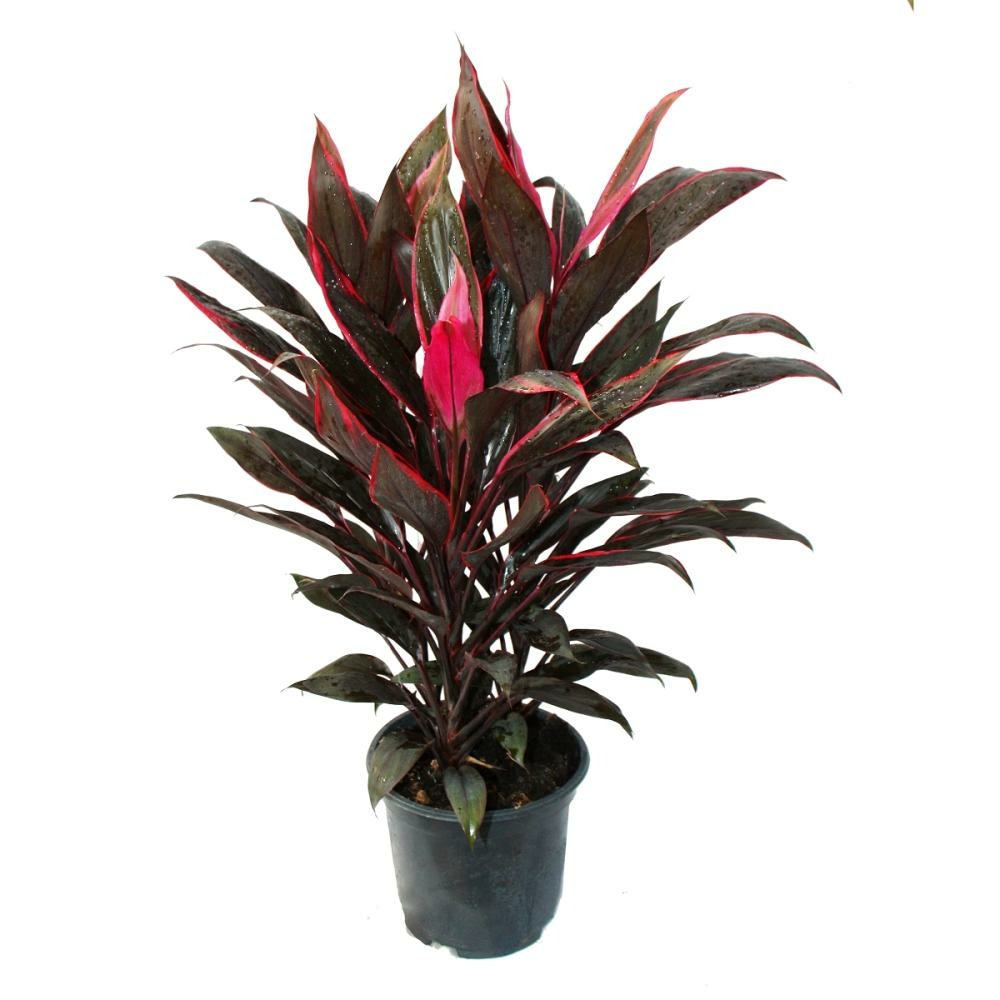 Cordyline fruticosa, lys club, rouge en pot de 19cm