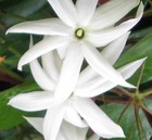 Jasminum nitidum (jasmin aile d'ange)   blanc - taille pot de 2 litres - 30/50 cm