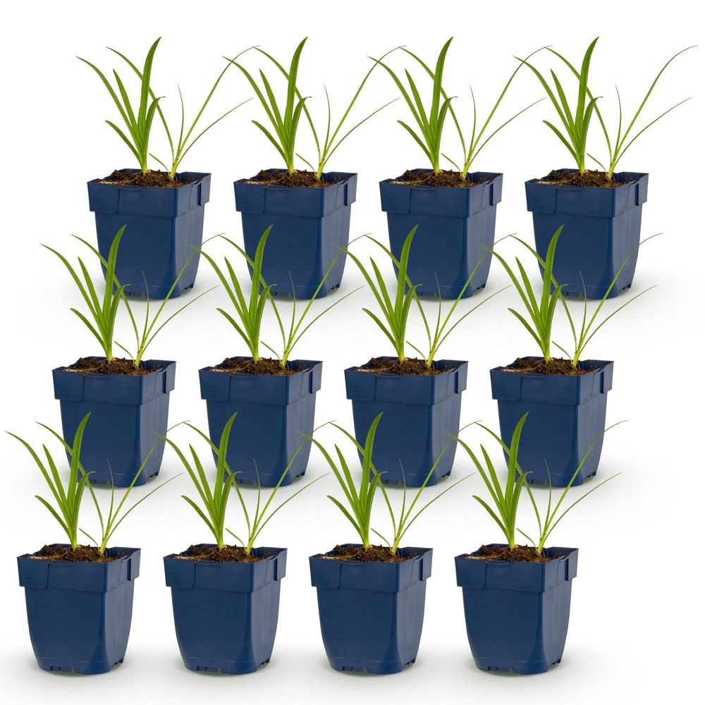 Agapanthe 'albus' - lot de 12 - pot 11 cm - hauteur 25 cm - plante d'extérieur