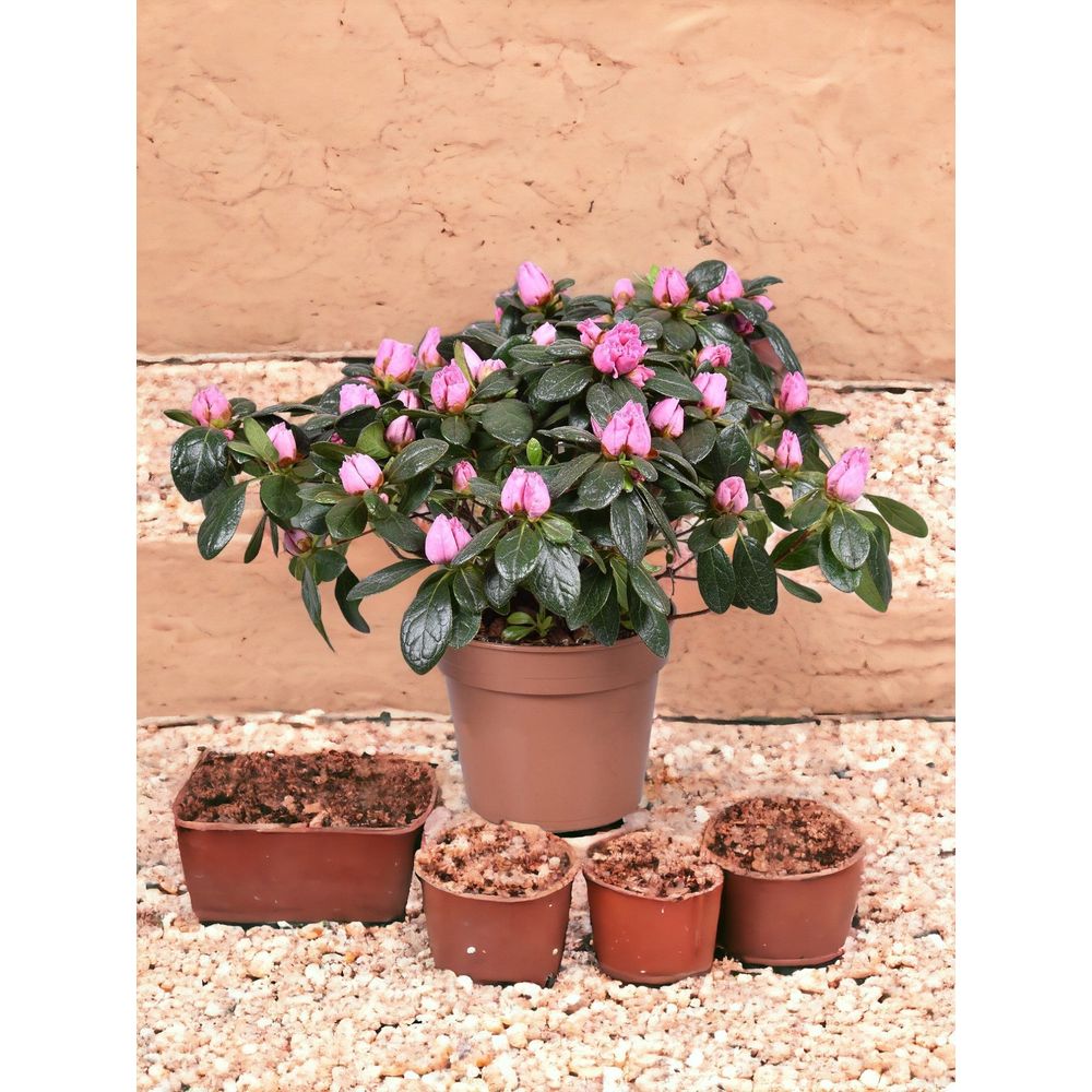 Azalée rose d13cm h30cm | Truffaut