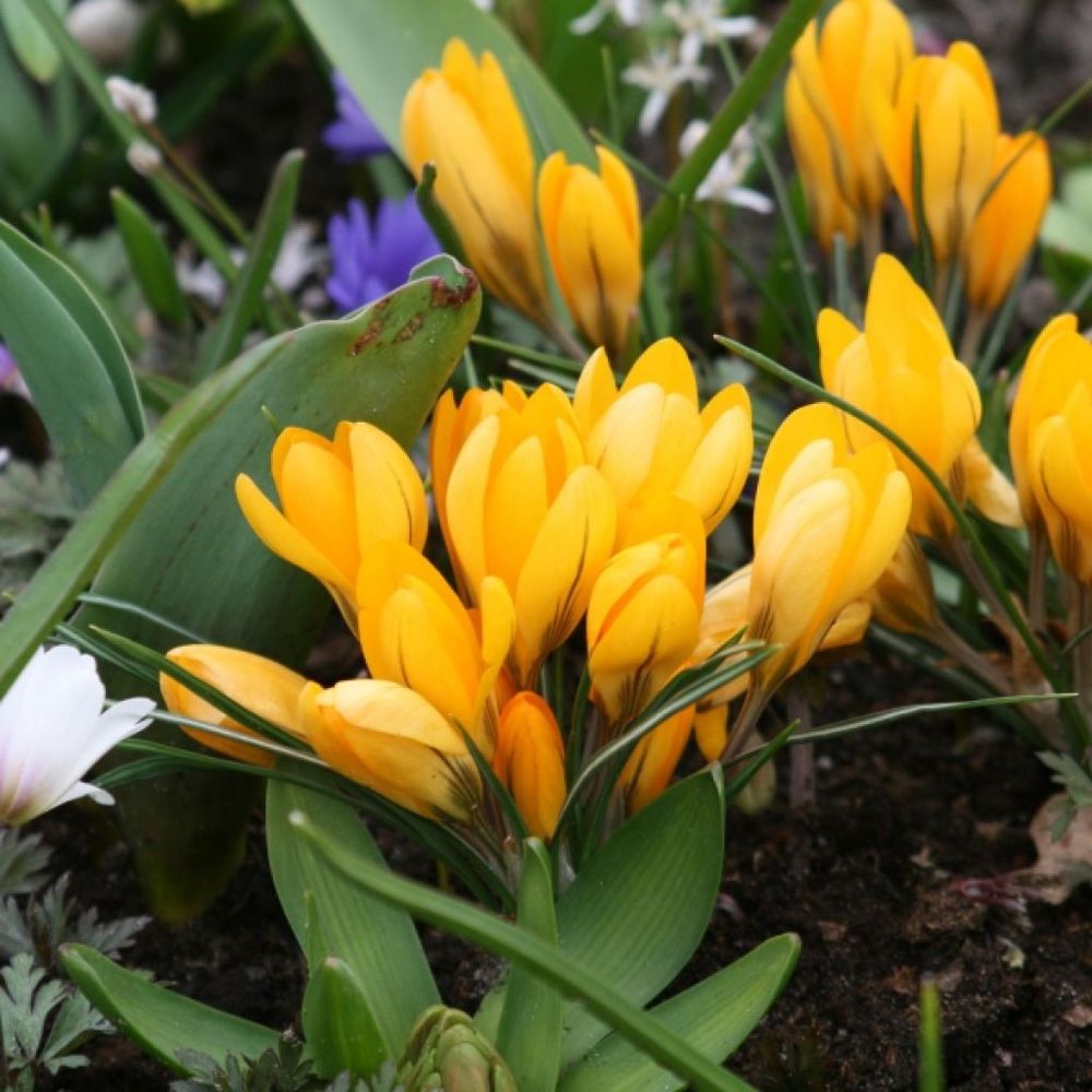 Crocus mamouth 'grand jaune' bulbe calibre 8+ (par 25)