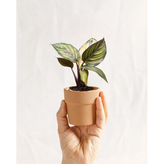 Mini calathea mieli 12cm - plante d'intérieur