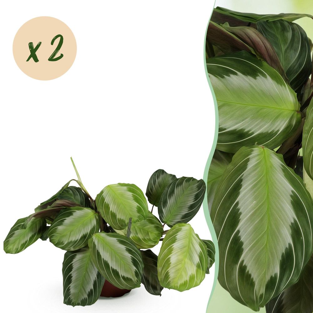 Maranta fascinator silverband - pet-friendly - pot de 12cm - hauteur 25-35cm - plantes d'intérieur