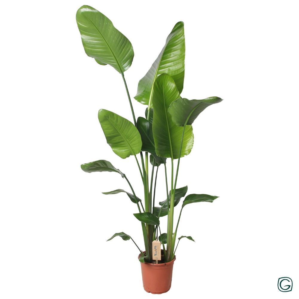 Strelitzia nicolai 130cm - ø21cm - ↕130cm - plantes d'intérieur
