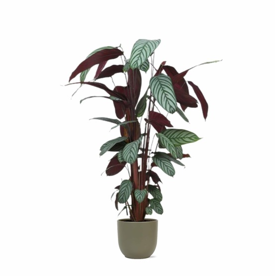 Ctenanthe oppenheimiana et son pot olive - hauteur 27cm