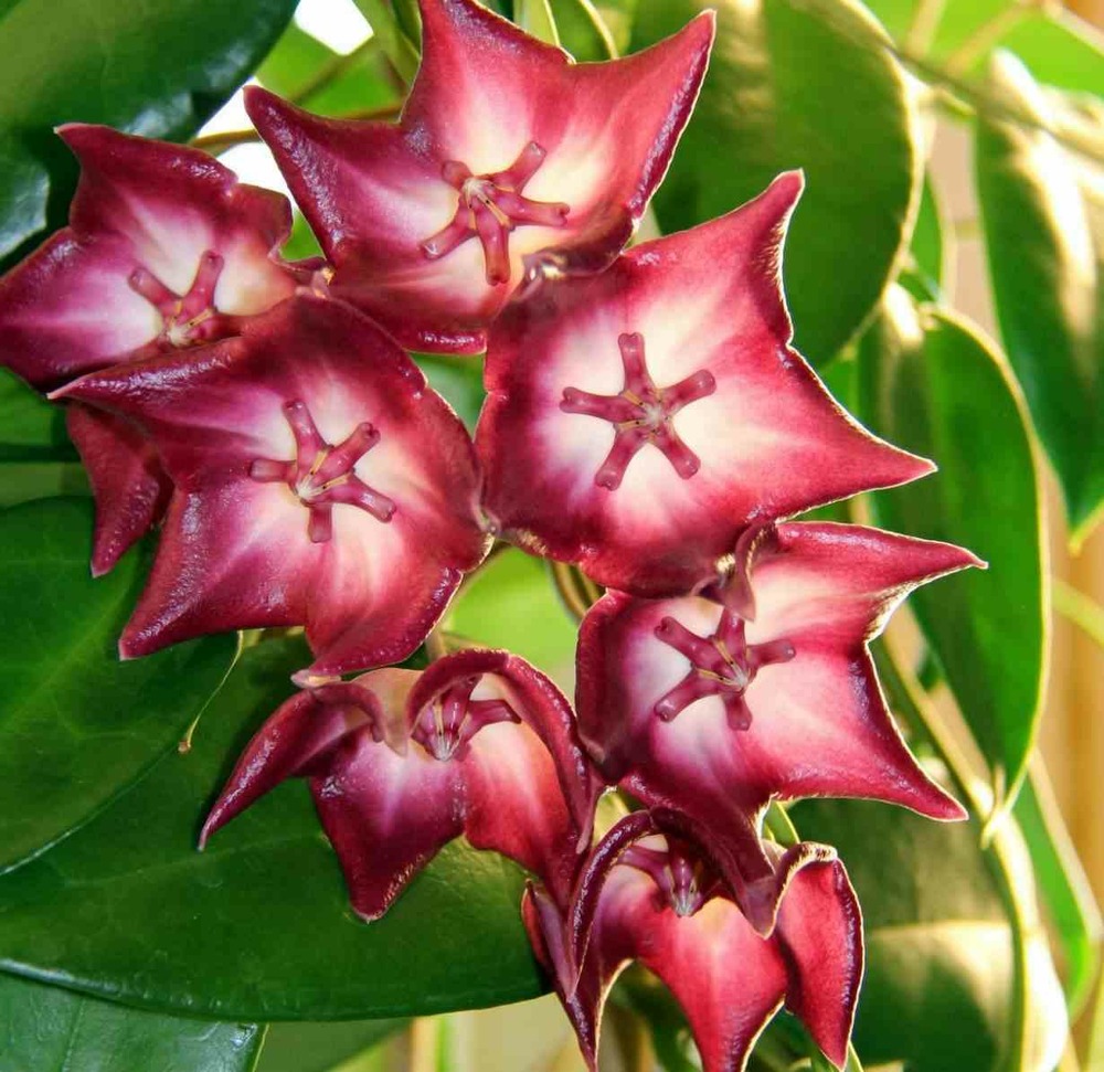 Hoya macgillivrayi (fleur de porcelaine, fleur de cire) rose - taille pot de 2 litres - 20/40 cm