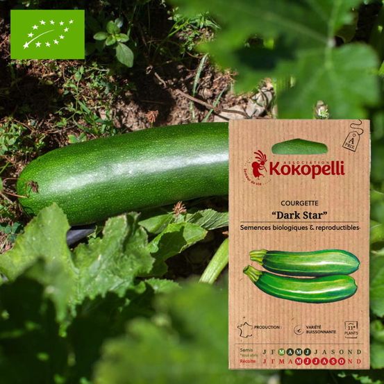 Courgette dark star- graines bio à semer