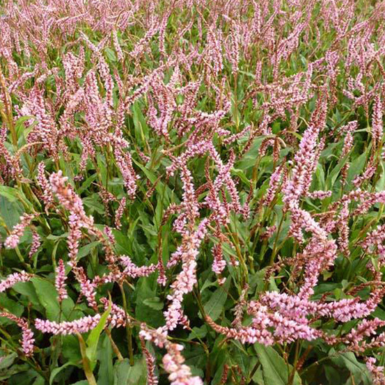6 x persicaire, renouée 'pink elephant' - persicaria amplexicaulis 'pink elephant' - godet 9cm x 9cm