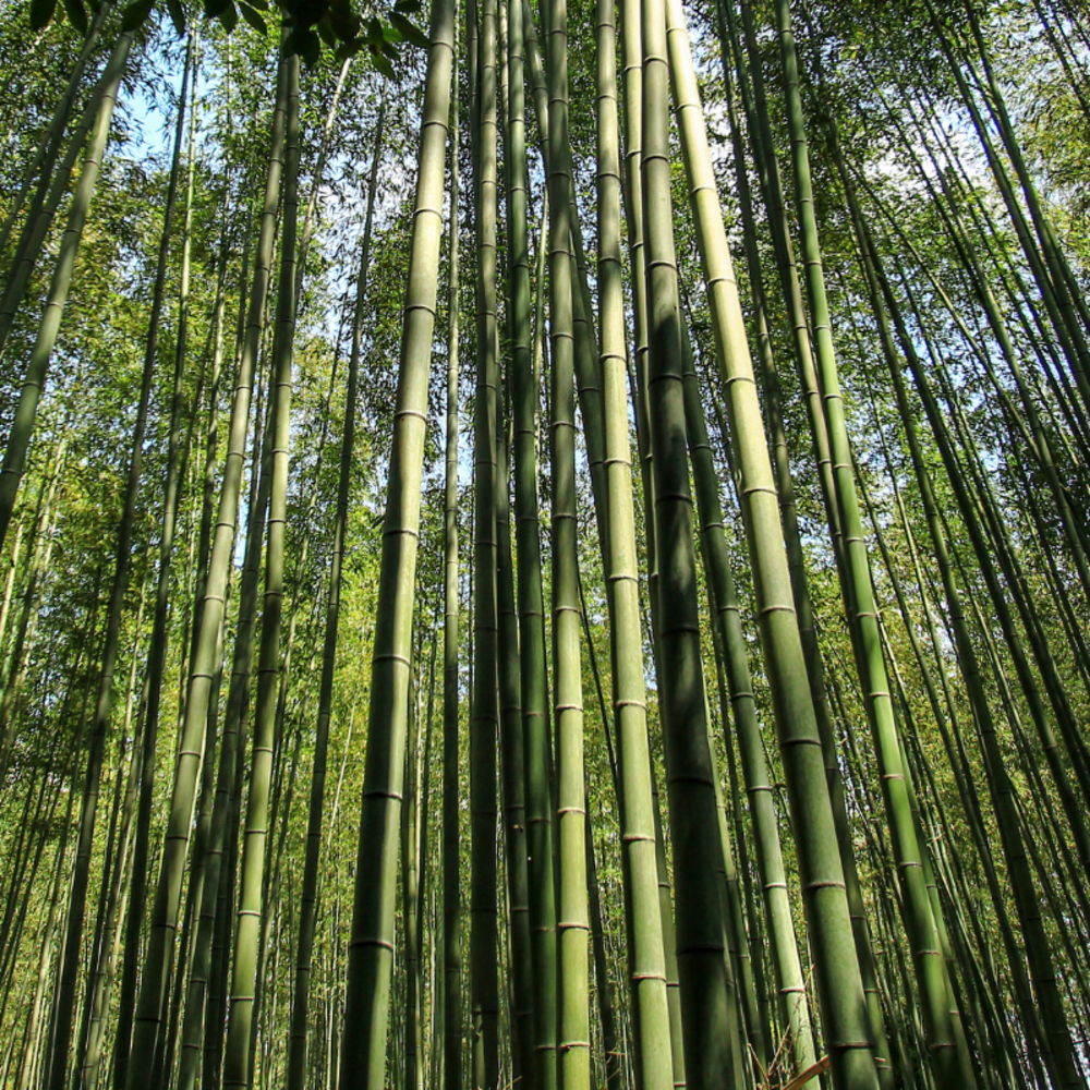 Bambou fargesia robusta formidable pot 10l 80/100cm