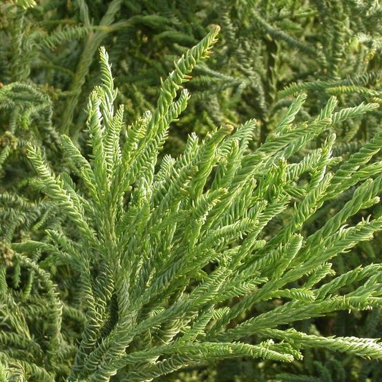 Cèdre du japon rasen sugi, cryptomeria pot de 3l - 20/40 cm