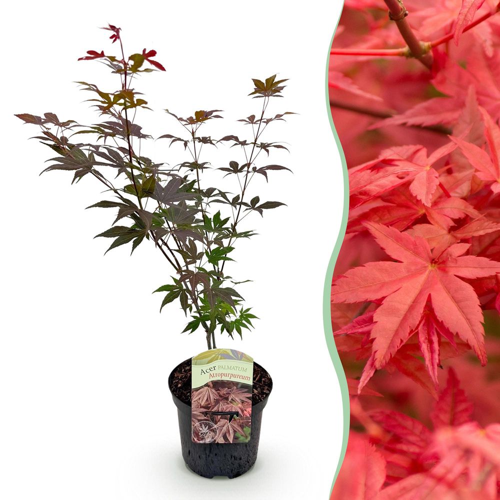 Érable du japon 'atropurpureum' - pot 19 cm - hauteur 70 cm - plante d'extérieur