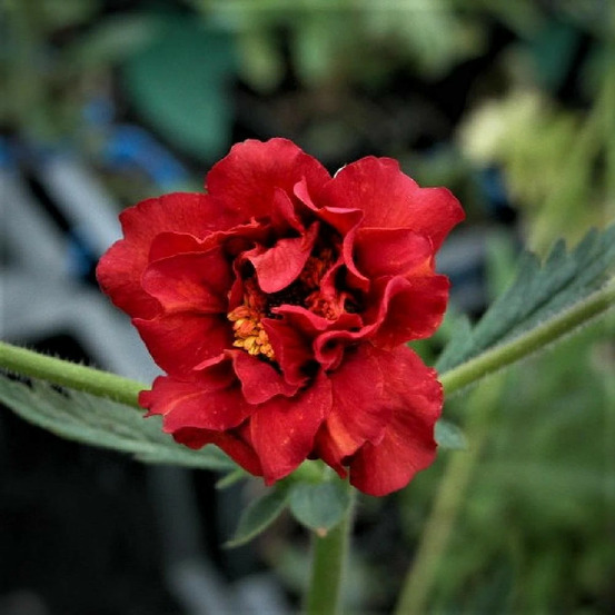 Benoîte mrs bradshaw godet - 5/20 cm