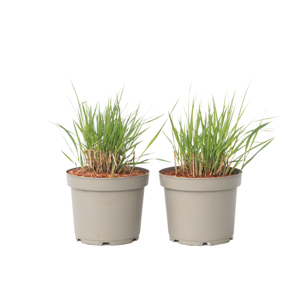 Panic érigé - set de 2 - panicum virgatum 'heavy metal' - h40-60cm - ⌀23cm