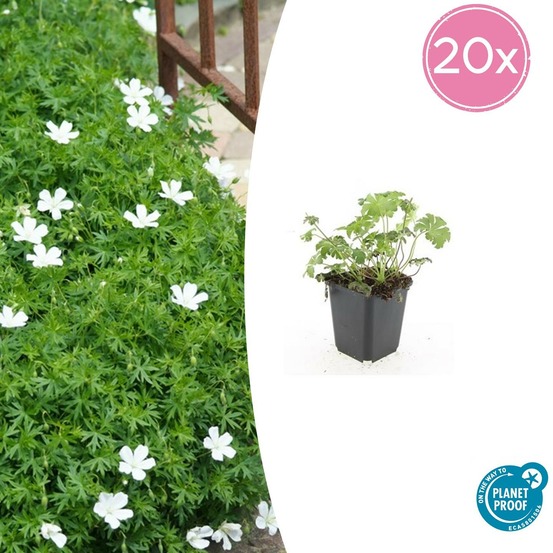 Géranium sanguin 'album' x20 – entre 1,25 et 1,67m2