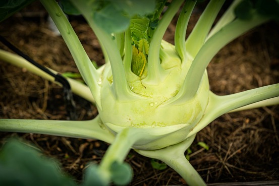 Sachet de graines de chou rave blanc de vienne - sachet de 3 grammes - petite entreprise française