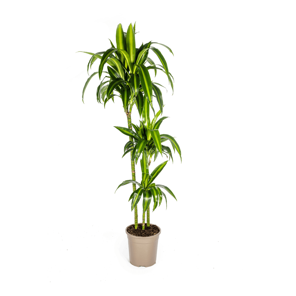 Dracaena deremensis hawaiian sunshine ø24cm - ↕130 - 150cm - plantes d'intérieur