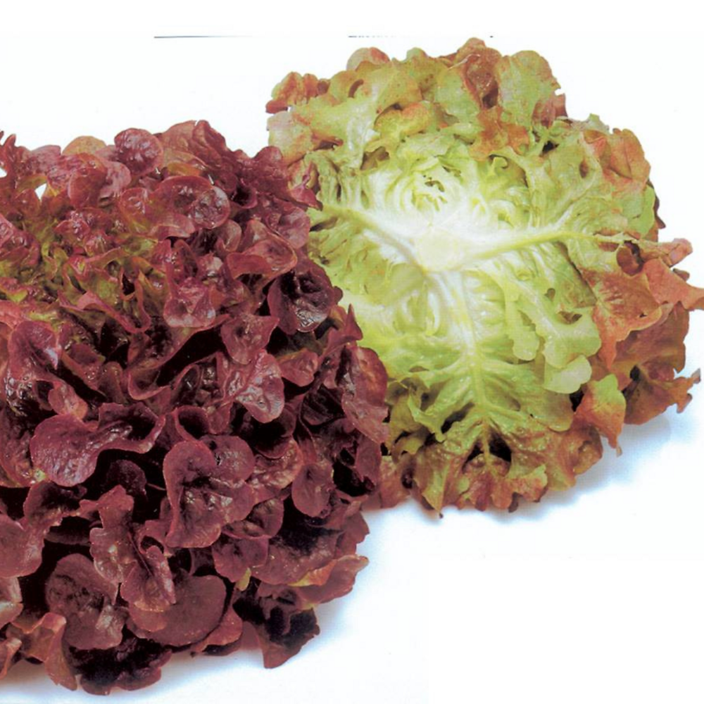 Laitue a couper versai - 0.3 g