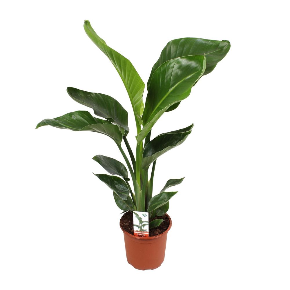 Strelitzia nicolai - ø17cm - ↕70cm - plantes d'intérieur