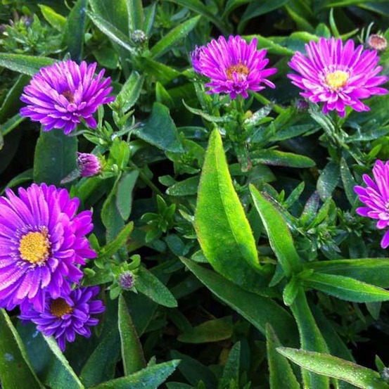 Aster nain 'starlight' godet de 8/9 cm