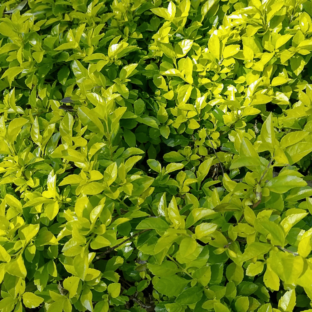 Laurier cerise ani - prunus laurocerasus ani 60cm en pot