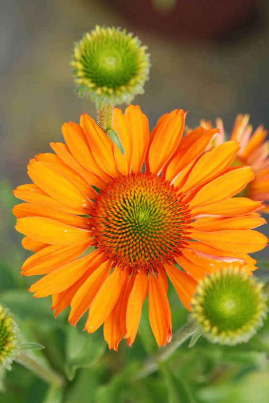 Échinacée prima saffron - en pot de 3 litres