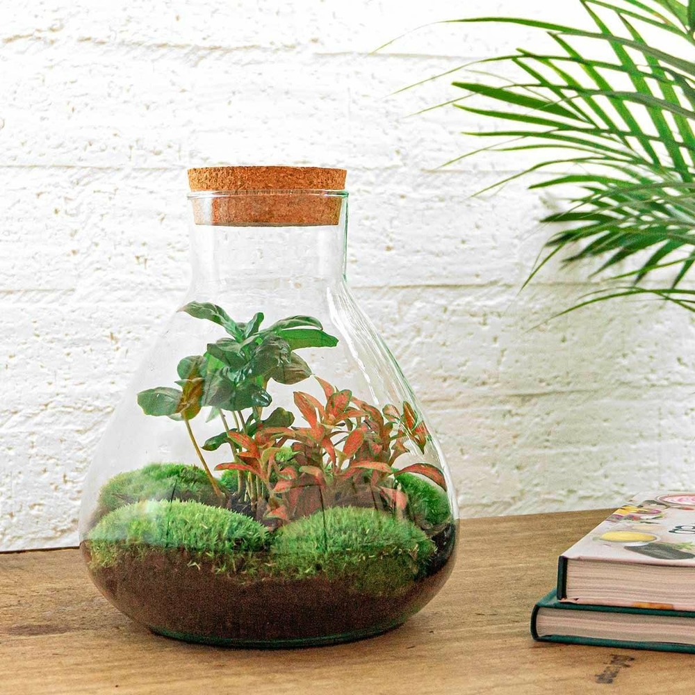 Kit terrarium diy - sama caféier + fittonia rouge - sans outil