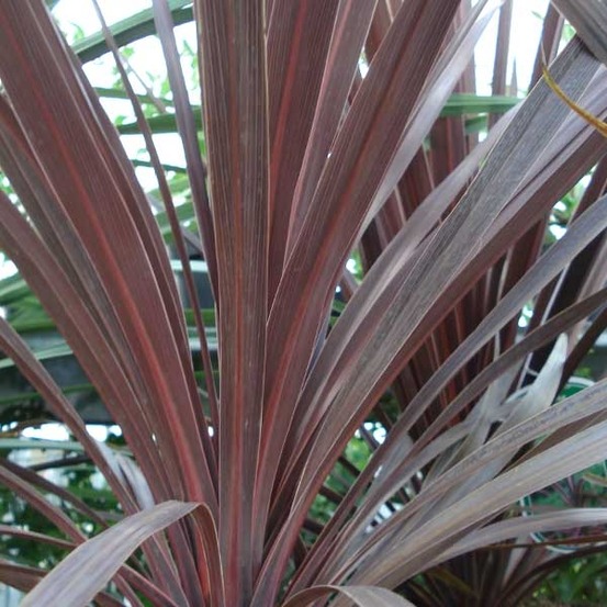 Cordyline australe 'red star' pot de 7,5l/10l