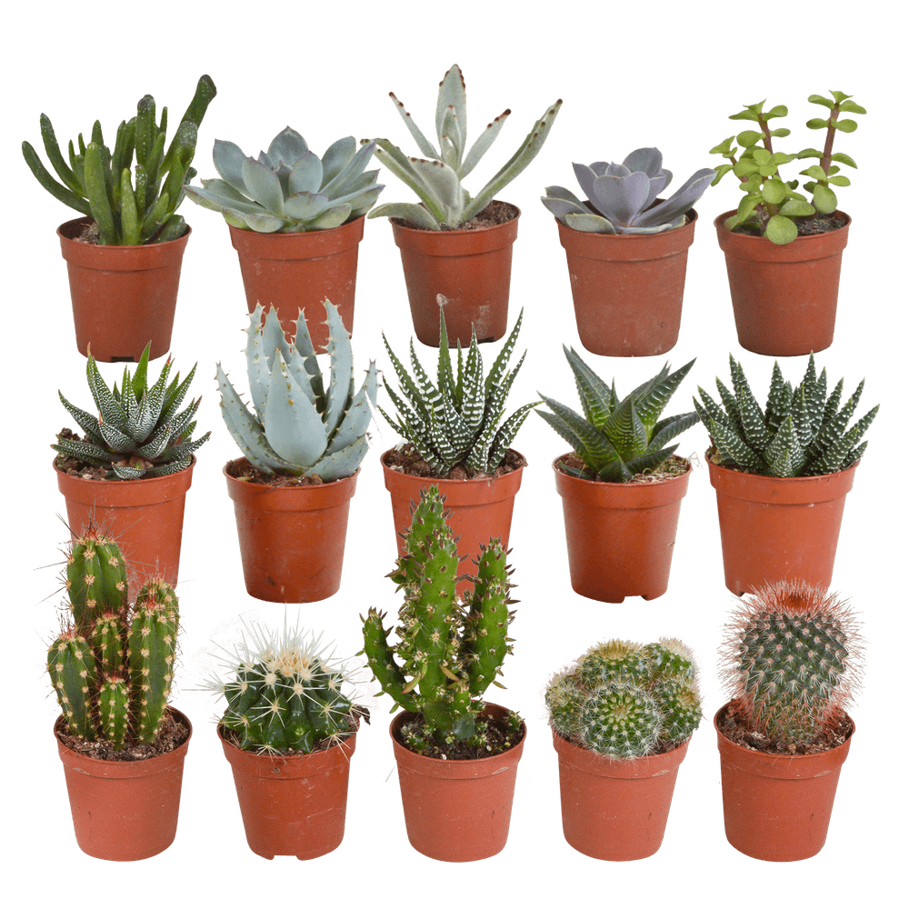 Coffret cactus, succulentes - lot de 15 plantes, h13cm - plantes d'intérieur