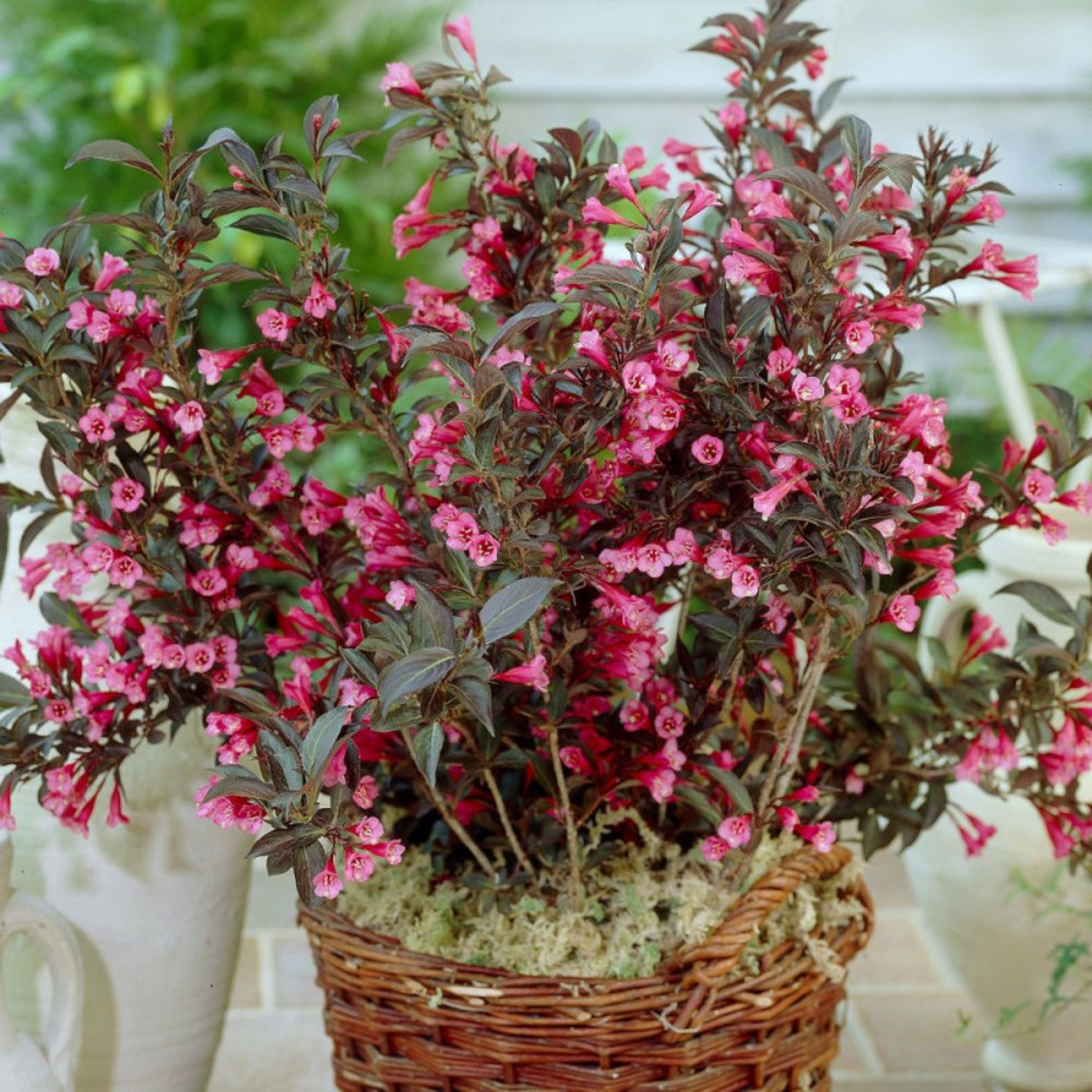 Weigela alexandra®, weigelia pot de 4l - 40/60 cm