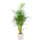 Plante d'intérieur - palmier areca et son cache-pot gris 160cm