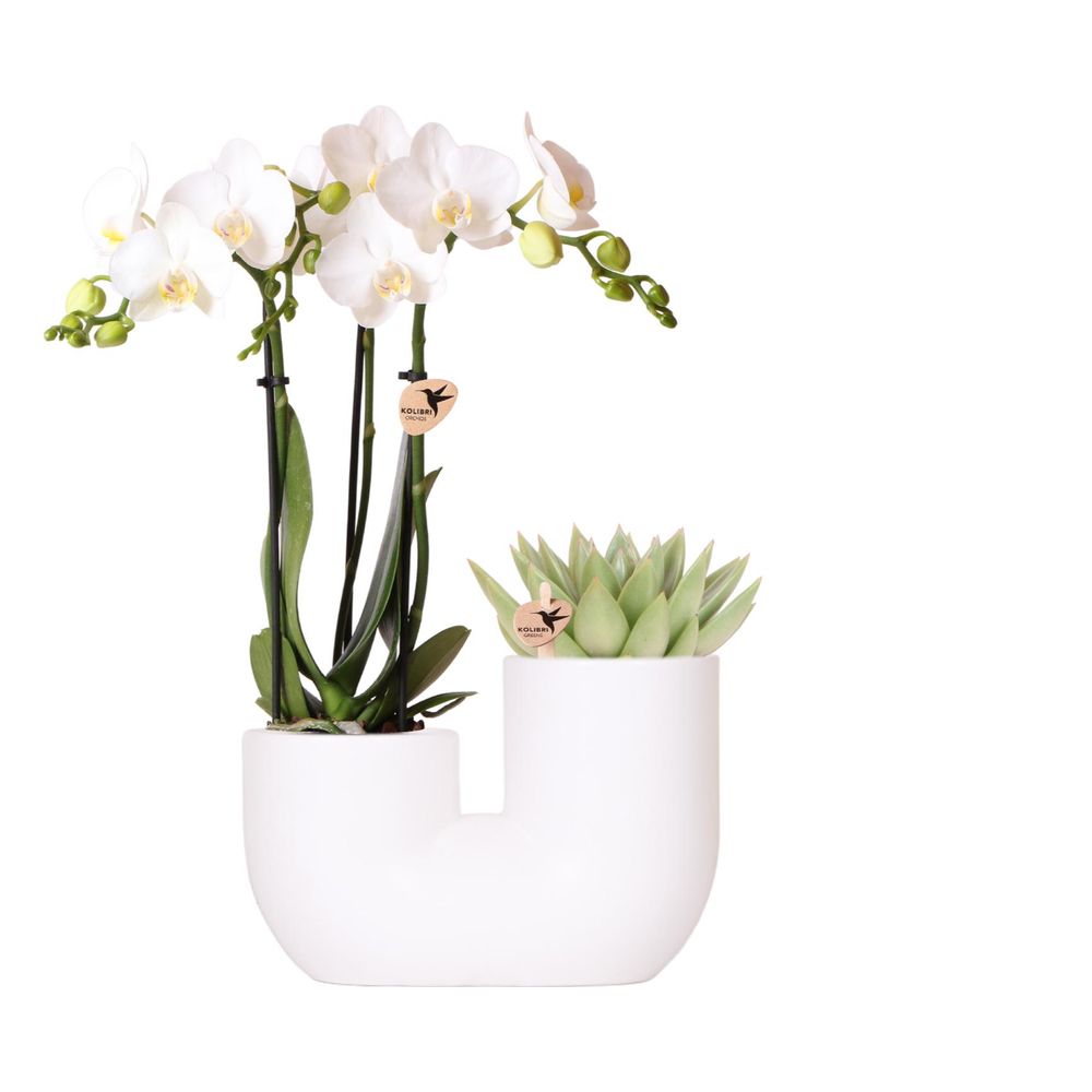 Orchidée phalaenopsis blanche (phalaenopsis amabilis) - set avec succulente et cache-pot - pot de 9cm - plantes d'intérieur