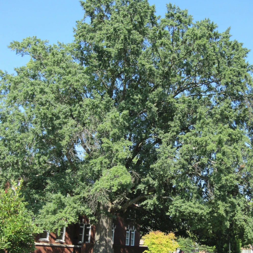 Chêne à feuilles de saule, quercus phellos pot de 15l - baliveau