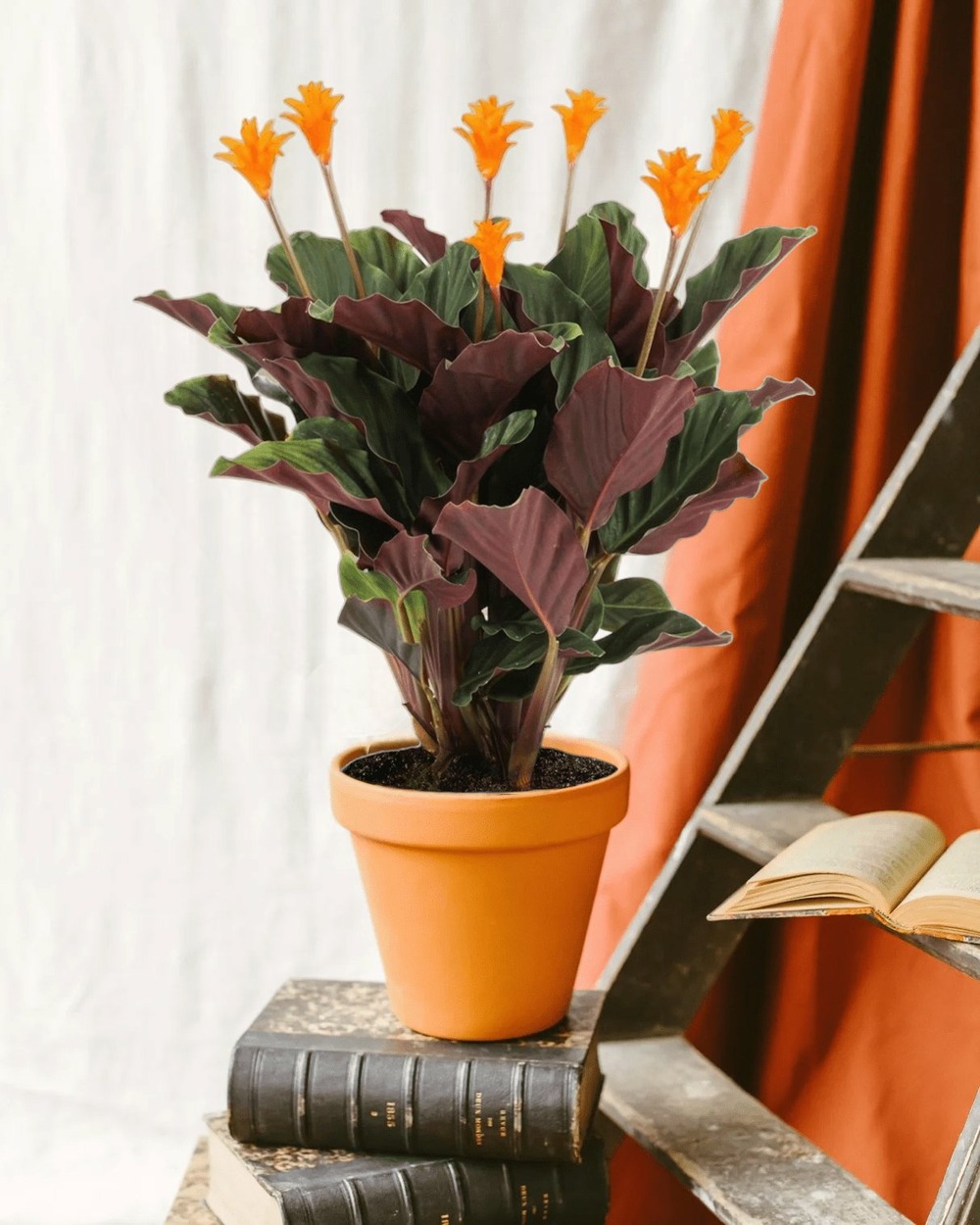 Calathea crocata 40cm - plante d'intérieur