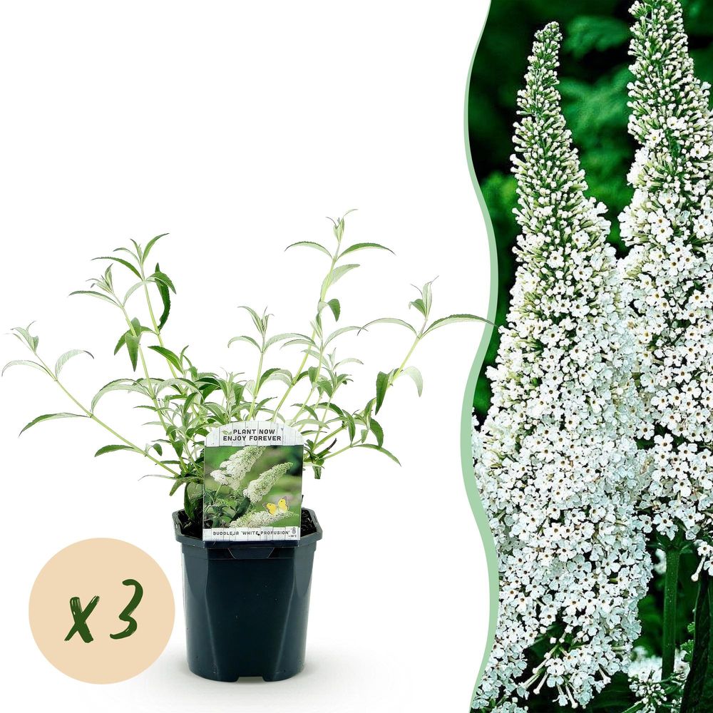 Arbre aux papillons 'white profusion' - lot de 3 - pot 17 cm - hauteur 25 cm - plante d'extérieur