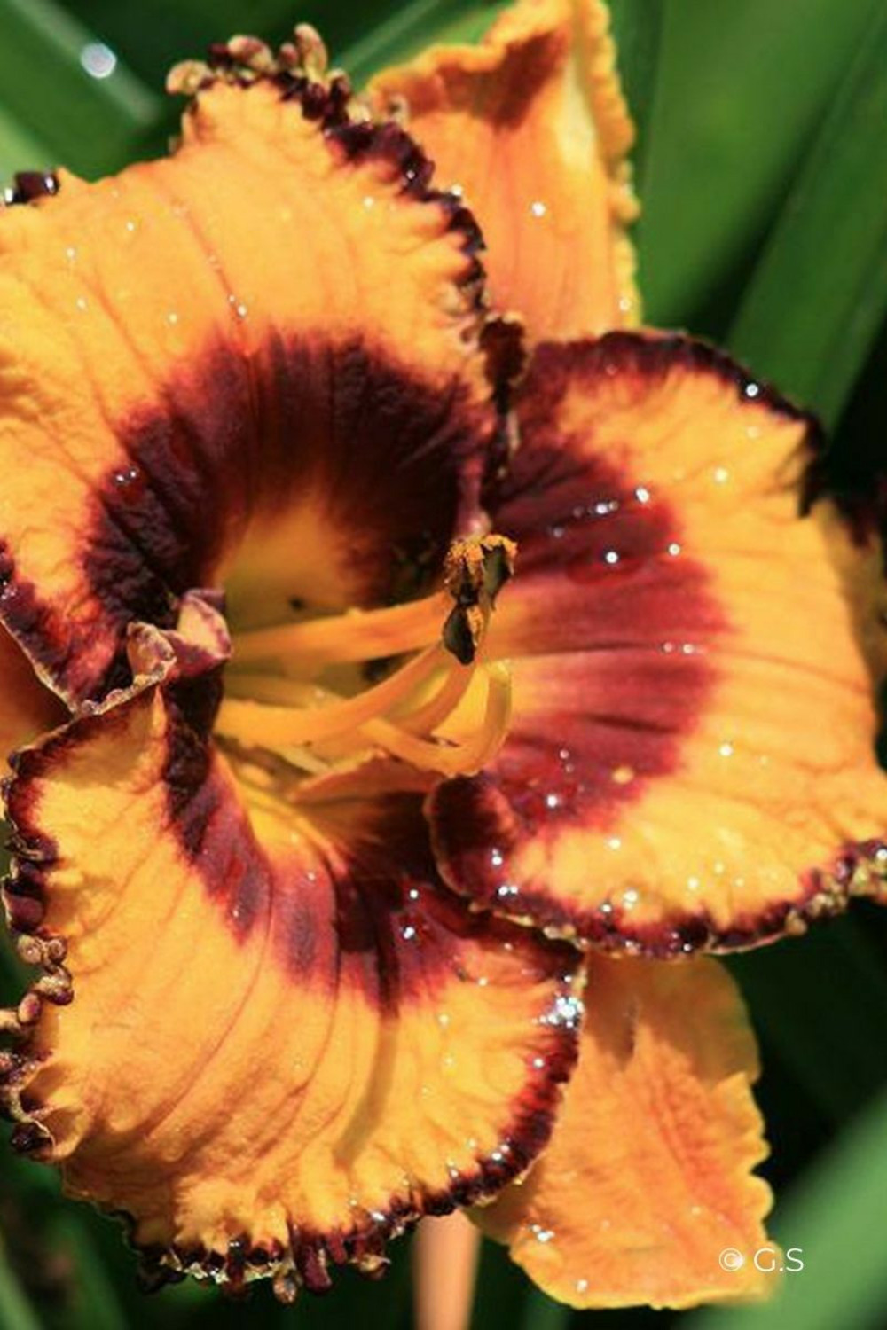 Hémérocalle 'happy halloween' - en pot de 2 litres